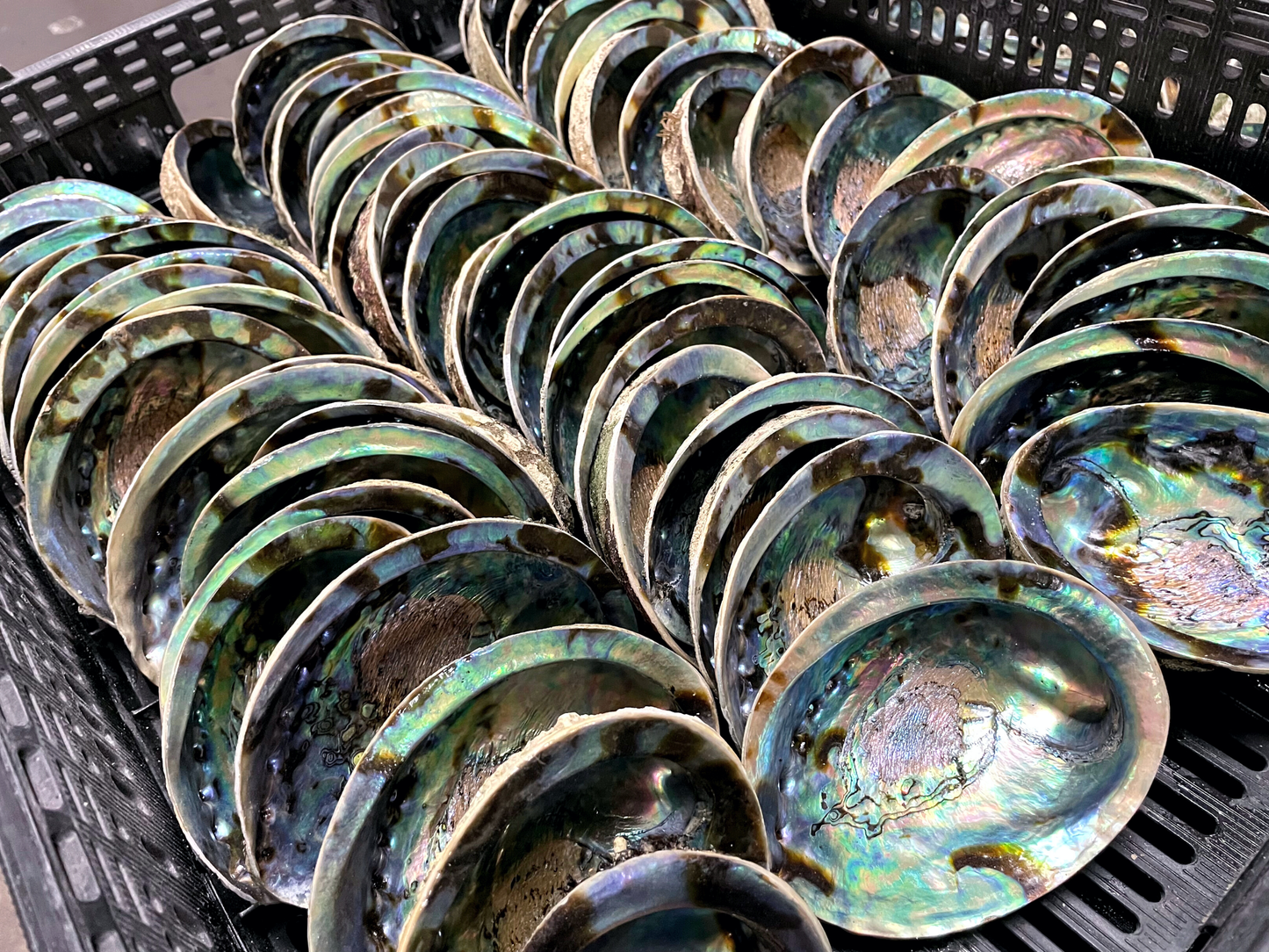 Large Abalone Shells, Arts, Crafts, Displays, Incense Burner