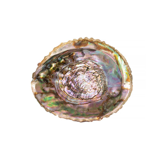 Abalone Shells, 5 - 6 Inches, Pink, Mexican, Incense Burner