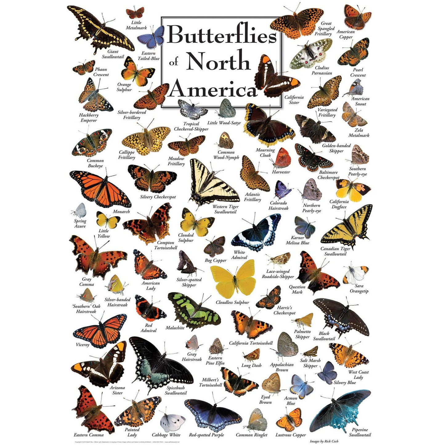 Butterflies of North America 1000 Piece Puzzle