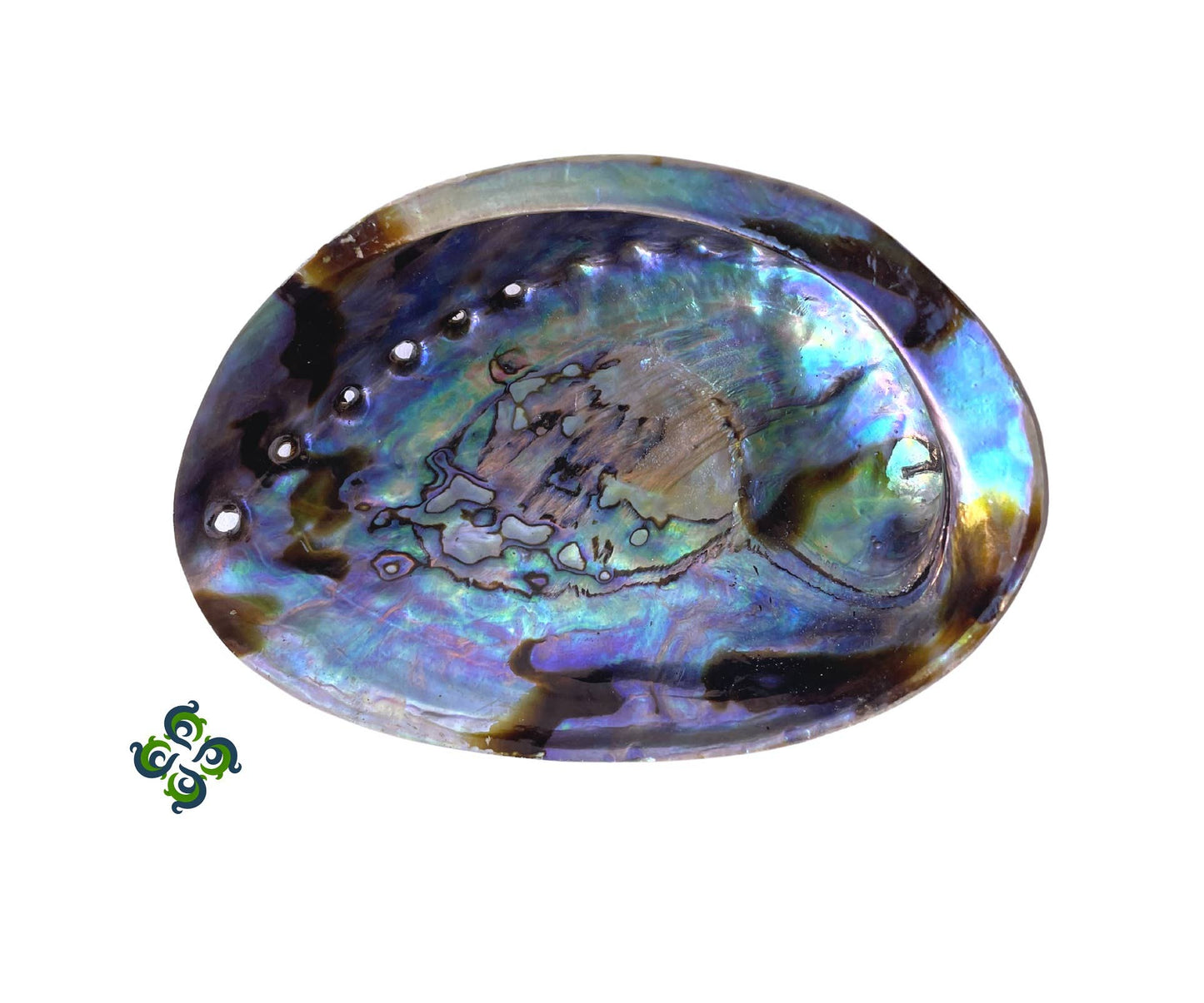 Large Abalone Shells, Arts, Crafts, Displays, Incense Burner