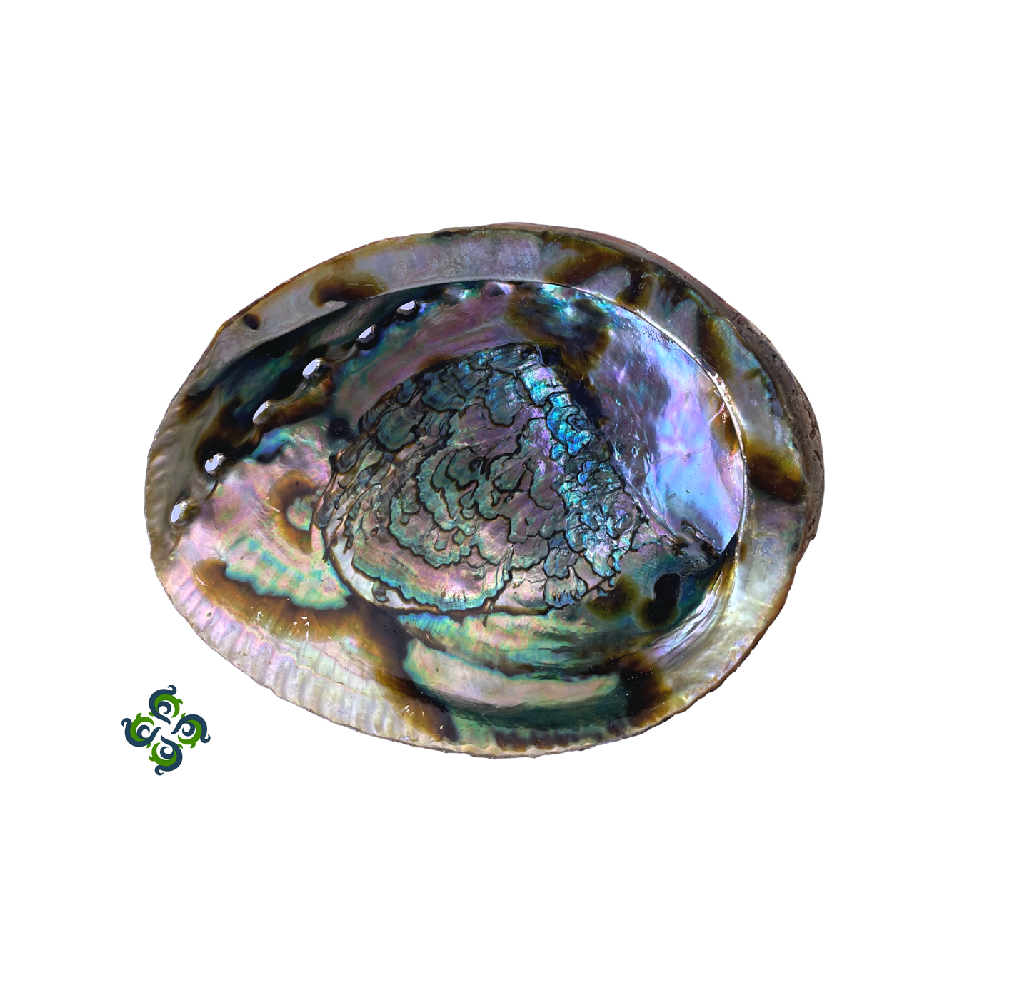 Large Abalone Shells, Arts, Crafts, Displays, Incense Burner