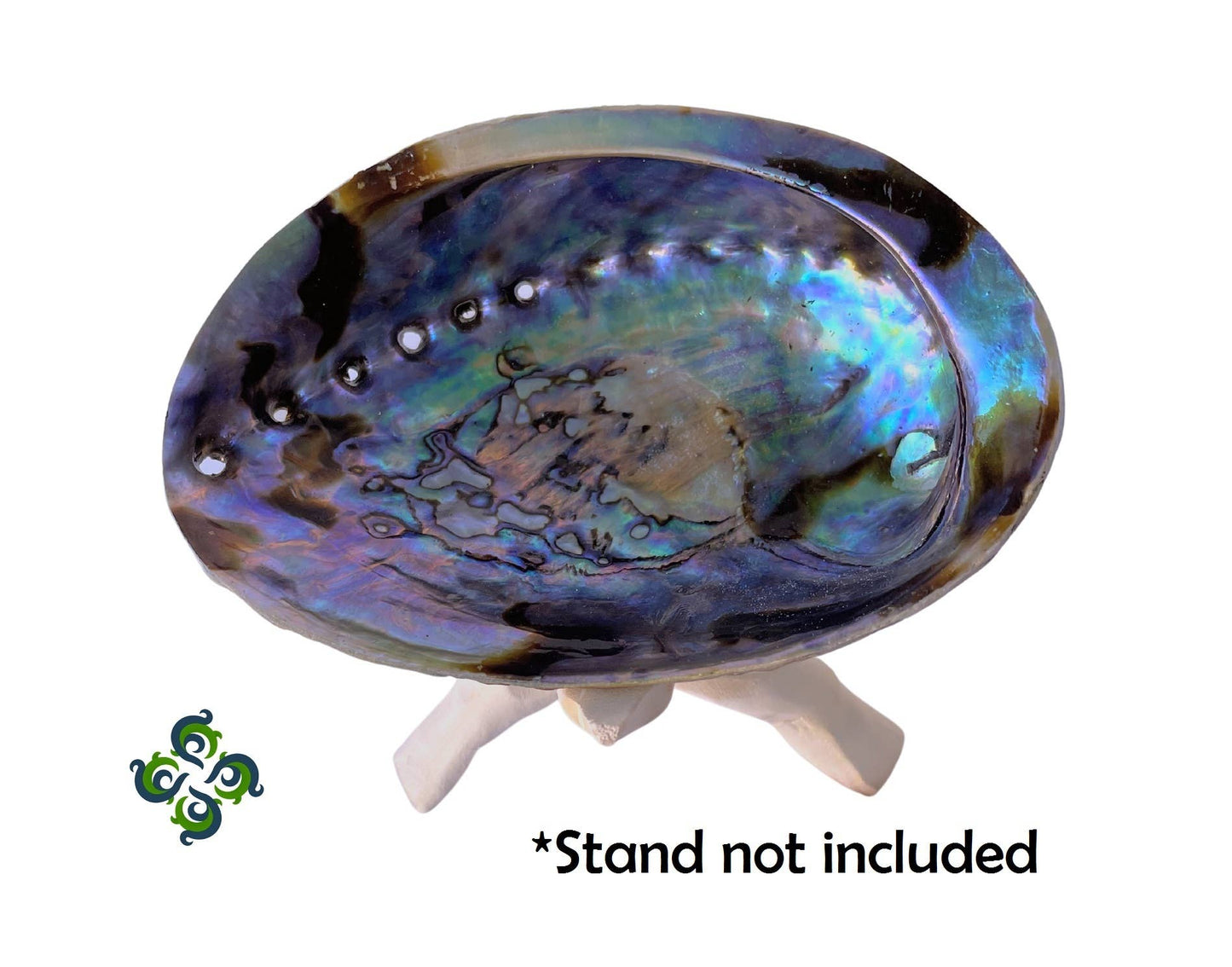 Large Abalone Shells, Arts, Crafts, Displays, Incense Burner